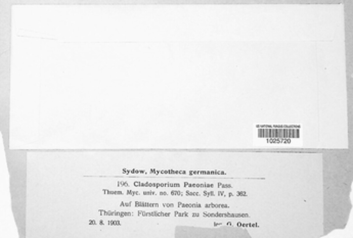 Dichocladosporium chlorocephalum image
